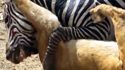 Leão vs zebra - figth! leão tenta caçar uma zebra!