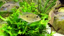 Geophagus parnaibae