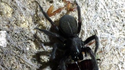 MASSIVE Sydney Funnel Web Spider VS Cockroach