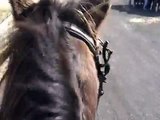 Gaited Peruvian Paso Endurance Horse