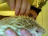 African Pygmy Hedgehog Introduction Information