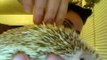 African Pygmy Hedgehog Introduction Information