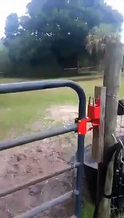 Un cheval s'excite dans son champ