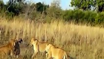 Leones vs Hienas - Encuentros Feroces entre Hienas y Leones