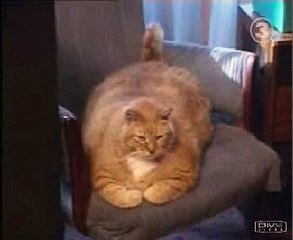 Fourty Pound Cat?syndication=228326