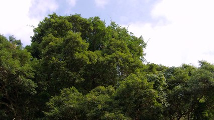 セミの鳴き声 ツクツクボウシと川のせせらぎ Nature Sounds - Cicada Song