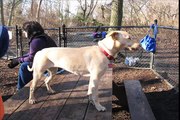 Wolfe's Pond Park Dog Run - Nala Edition