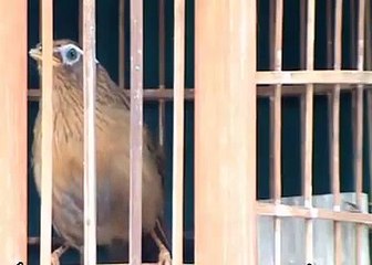 CẬN CẢNH HỌA MI HÓT & CHIẾN CỰC HAY