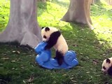 Pandas on rocking horses