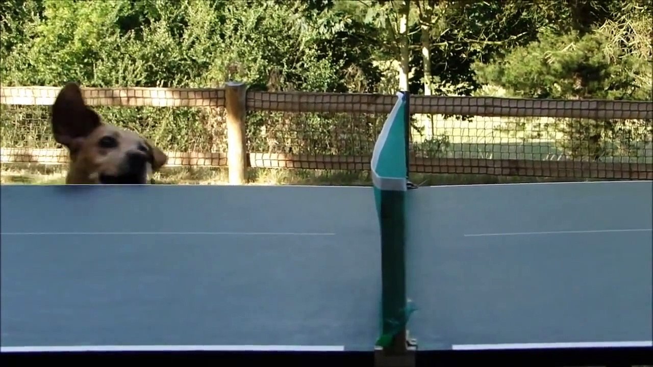 FUNNY DOG VIDEOS PART 2