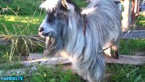 Funny Goats Video - Funny Goat Videos Ever - Funny Animals Video Compilation