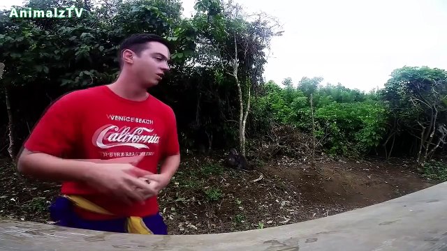 Funny Monkeys Stealing Things Compilation July 2014