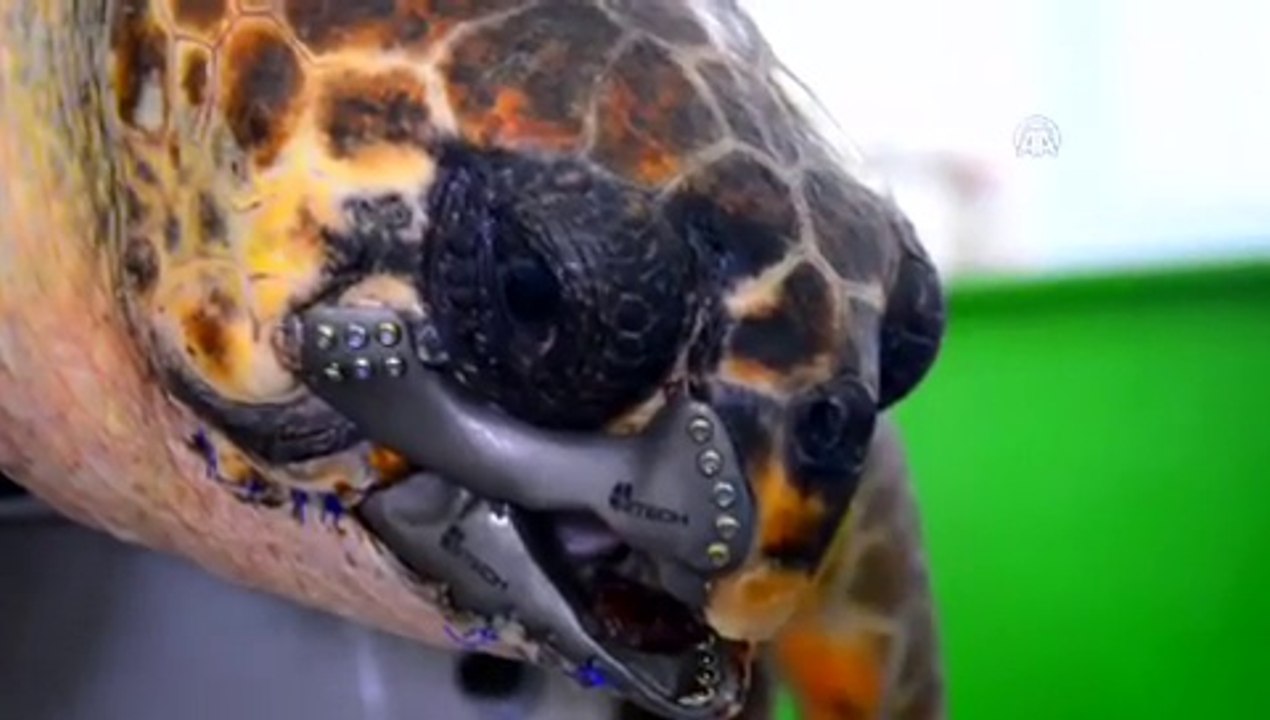 Une tortue de mer sauvée par un bec imprimé en 3D