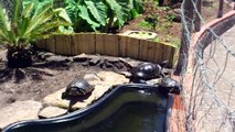 My Red Eared Slider Turtles! HD