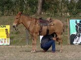 LOTE 19 do 3º Leilão Haras Mamu e Convidados