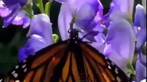 Animal Planet 2015 - Discovery Channel - Wildlife Animals - Butterfly Documentary [HD 720]