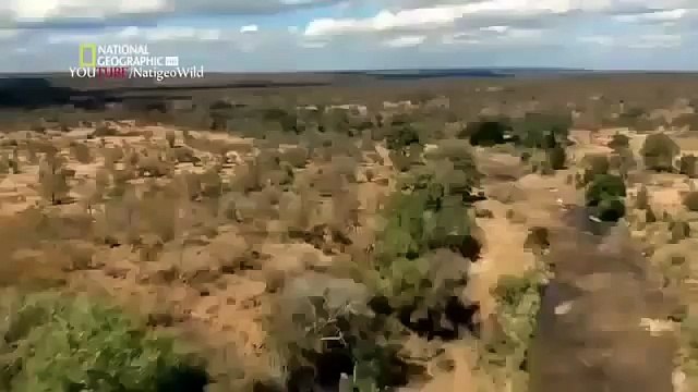 Animal Planet 2015 Discovery Channel Wildlife Animals Lion Documentary 720 HD