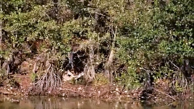 Promenade en forêt au bord de l'eau