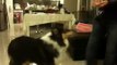 Dog, Rough Collie at home, puppy training