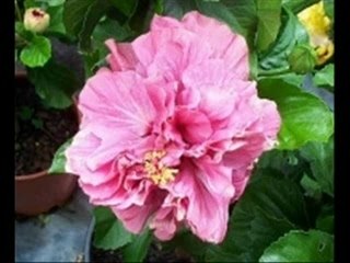 Aute ou Hibiscus Part 3