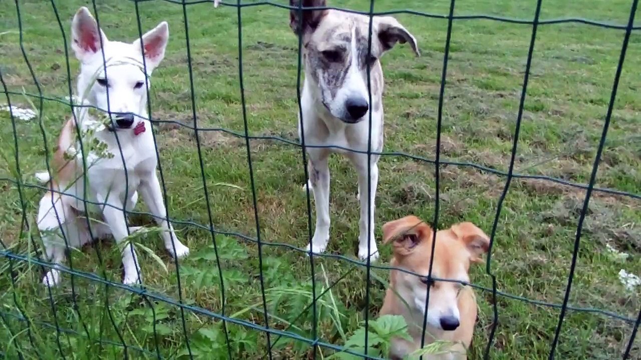 Belle approche ses copains