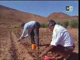 زراعة الثوم بالمغرب