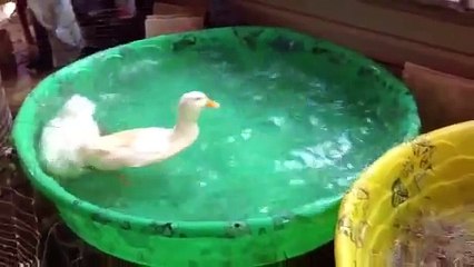 Our Ducks Having Sex