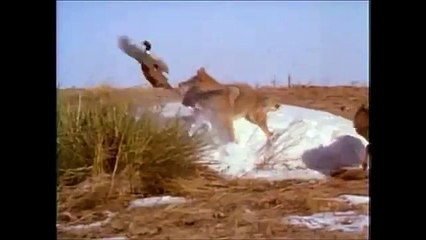 Wild Animal Attacks! Predator vs. Prey