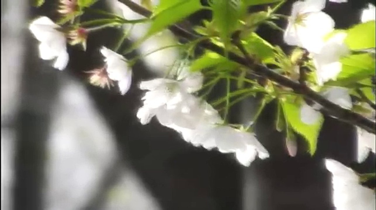 さくらさくらさくら