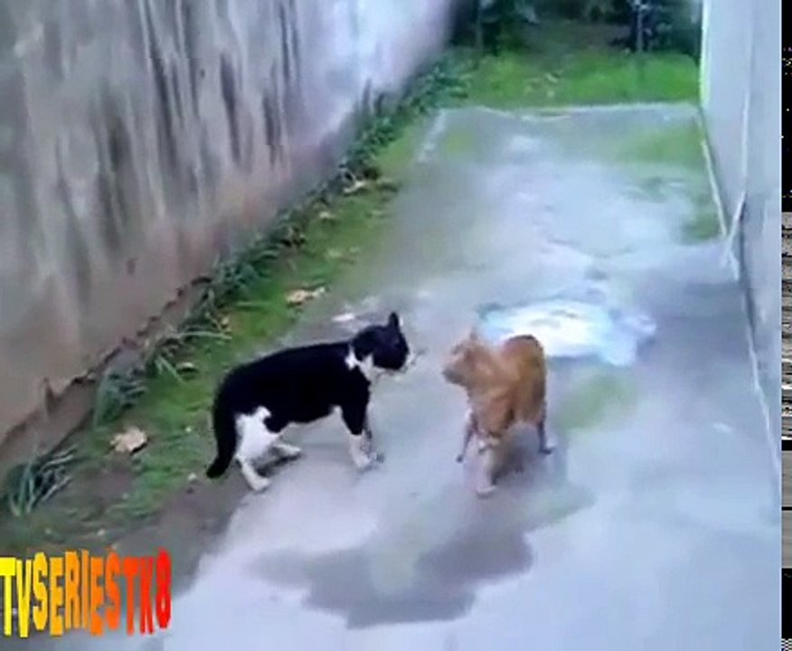 PELEA DE GATOS!!!.