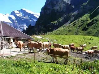 Alpen Koeien met geluid, op 2040 meter hoogte.