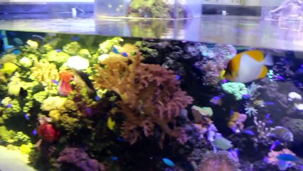 Ocean View Aquariums - Miami, FL [Local Fish Store Travel ep. 6]