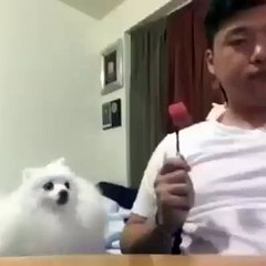 Son chien est Vraiment Malin ! Regardez ce qu'il Fait