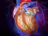 Valves cardiaques   définitions et mécanismes des valves cardiaques en vidéo santé 3D
