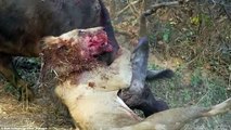 LEONES - ATENCION! - SANGRE! - Búfalos Destrozan Leones mugrocito