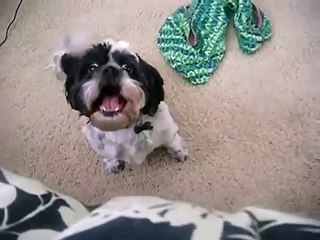 Dog gets mad and screaming like a child