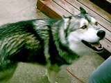 Talking Dog Siberian Husky Saying 