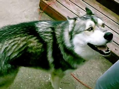 Talking Dog Siberian Husky Saying I Love You!