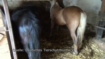 Deutsches Tierschutzbüro deckt tierquälerische Ständerhaltung von Kutschpferden in Berlin auf