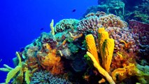 Diving in Cozumel in HD GoPro Hero3  Black