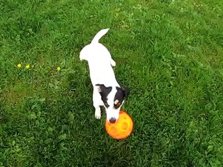 Funny jack russell jumping 'n playing
