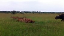 Cape buffalo chases lions