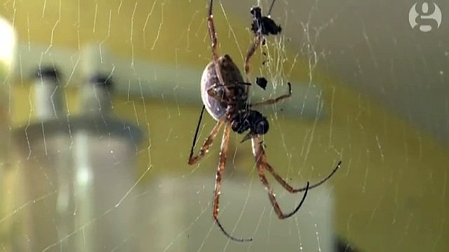 Horreur : une pluie d'araignées s'abat sur l'Australie !