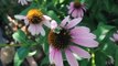 Bees Collecting Pollen on Echinacea Flowers in Slow Motion