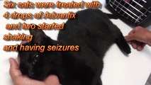 Advantix for  Dogs Mistakenly Applied to Cat