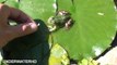 Hand feeding green frogs