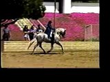 Andalusian Stallion Notorio DW (Don Marco x Jarana)