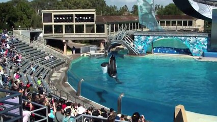 Sea World Shamu Show HD