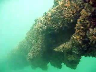 Salt Water Farms mussel farming underwater video  2