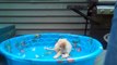 Goldendoodle puppy vs ice cubes! (very cute!!!)